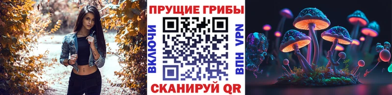 Псилоцибиновые грибы Cubensis  кракен ONION  Нефтекумск 